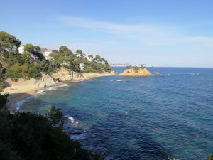 Pinos, rocas y mar