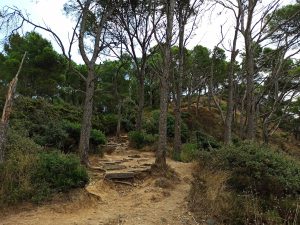 Pinos en el camino de ronda