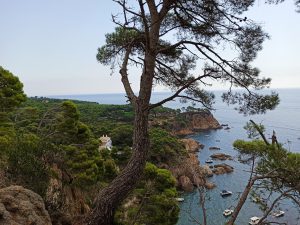 El pino y el mar